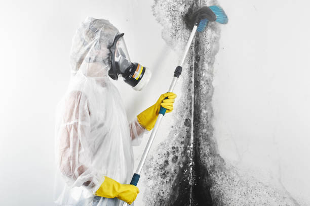 Best Emergency Mold Remediation  in Rainelle, WV