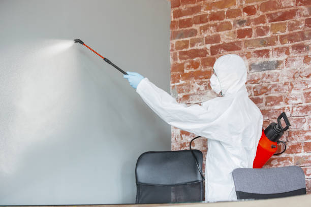 Best Environmental Consulting for Mold Prevention  in Rainelle, WV